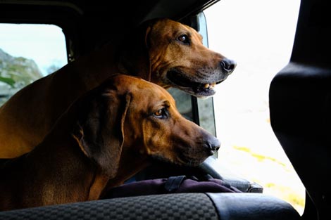 Rhodezijski gonići Đena i Šiba - protagonisti filma Ekocid, red. Marija Šćekić, 2021.