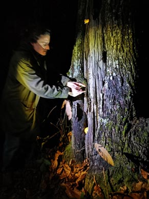 Marija Graša i Martin Ladika, Šuma kod Lovića Prekriškog, 2020., foto: Ida Blažičko