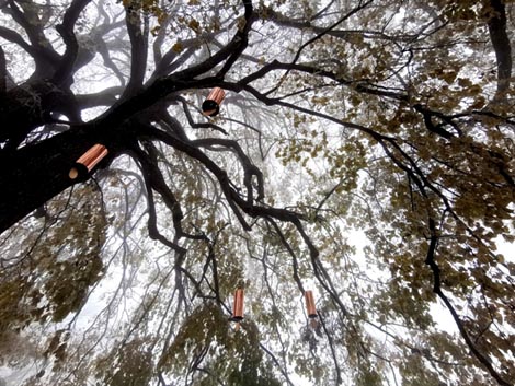 Ida Blažičko i Alex Brajković: Singing Forest, Lović Prekriški, 2020., foto: Ida Blažičko